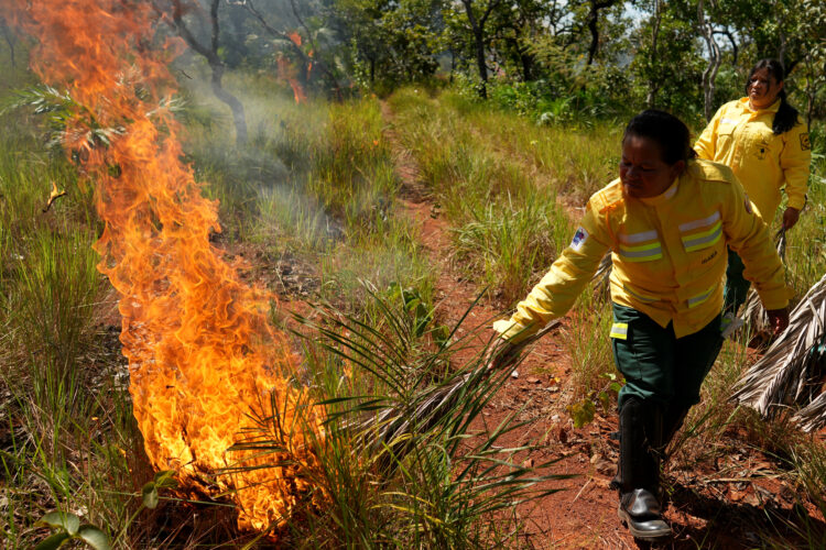 In Brazil's Cerrado region, Indigenous fire practices reshape wildfire strategy
